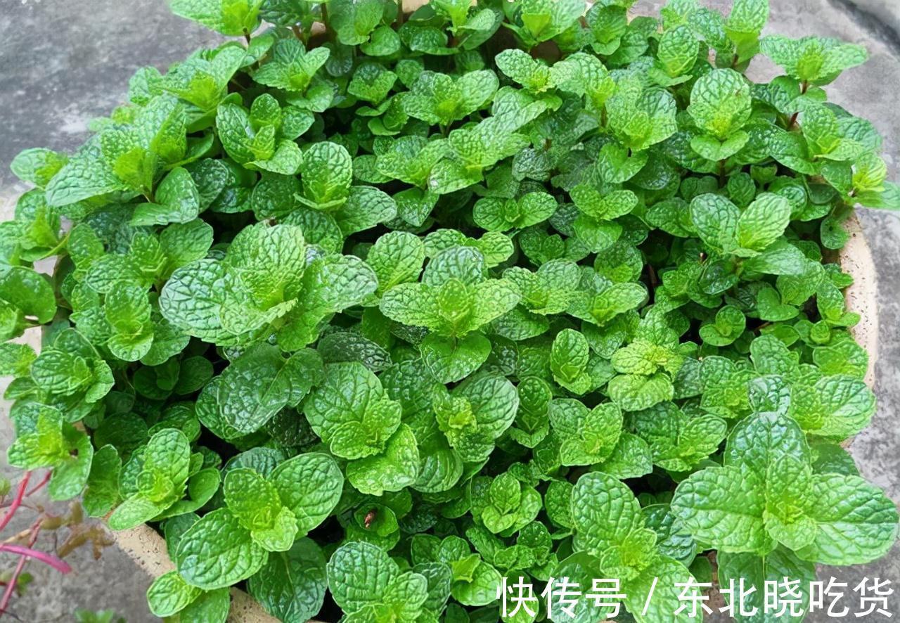 人养花,花亦养人,能促进“睡眠”的9种花,卧室再小也要养