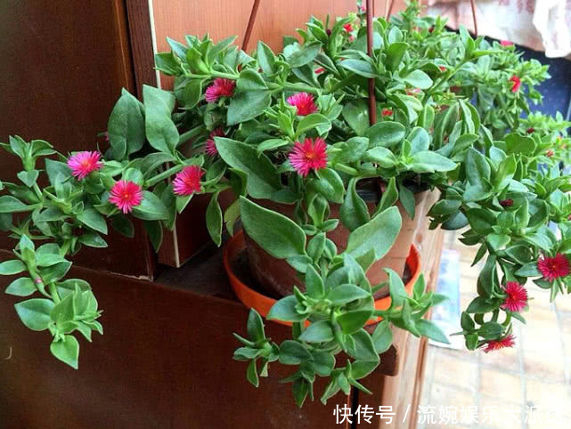 阳台|最“好吃”的开花盆栽,花可赏叶可吃,扔阳台就爆盆,想吃就摘