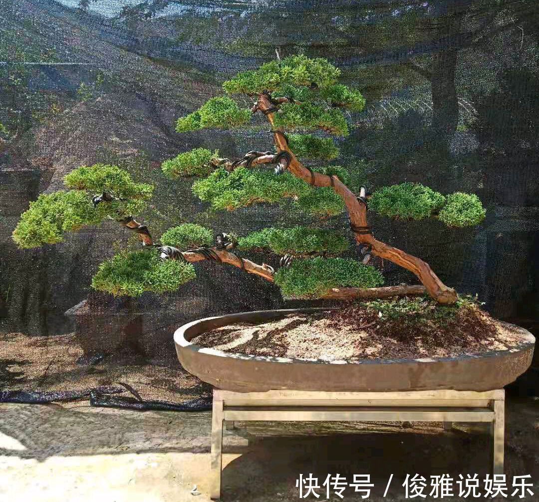 弹子|盆景修剪冷知识为什么要把枝条修剪成45度斜角长知识了