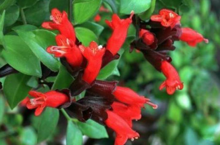 吊兰|家里就养“4种花”，从年头“香”到年尾，随便一养成花海