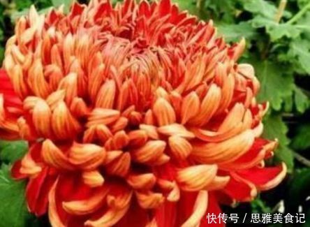 新手养花,不如养盆花中精品“徐妃醉妆”,如秀美妆容,气势磅礴