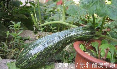 南瓜|南瓜只是蒸着吃看看这五种吃法，简单好做，换着花样吃