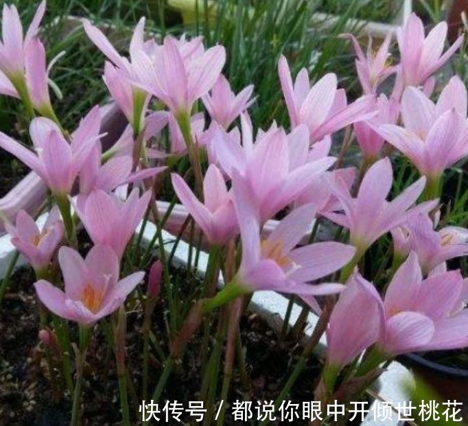 现在养这4种花正合适,好养又漂亮,花团锦簇,家里变成小花园!