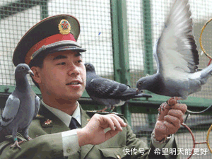 抗战时期|在抗战时期发现这个动物,一定要立即将其射下,鲜血换来的教训