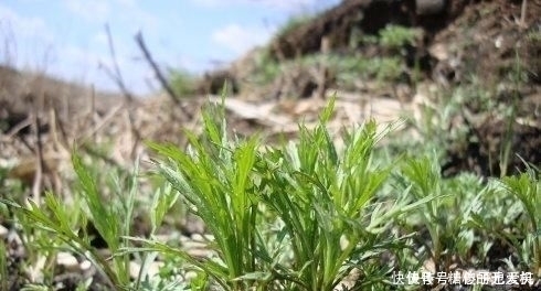 它是降压“特效药”，农村遍地可见，营养丰富价值高，遇见别错过