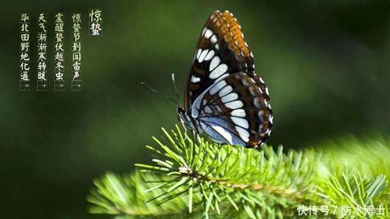  春雷乍动，万物初醒，惊艳一世芳华|惊蛰 | a8766