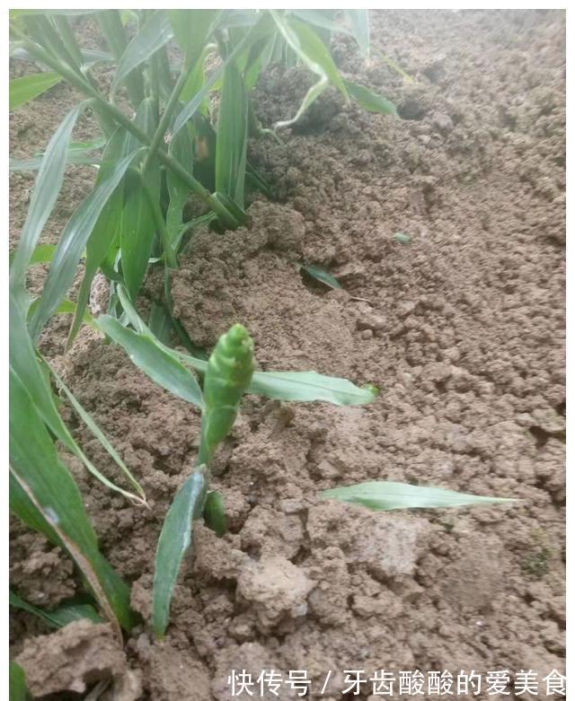 老话“生姜开花,墙倒屋塌”有道理吗?生姜为何会开花?