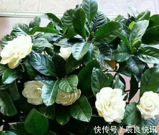 自制|养花缺少磷钾肥学会自制技巧,往花盆里放一点养啥植物都旺