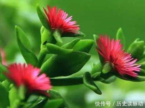 玫瑰|新年快到了,此几款花卉养在家里,花朵烂漫迷人