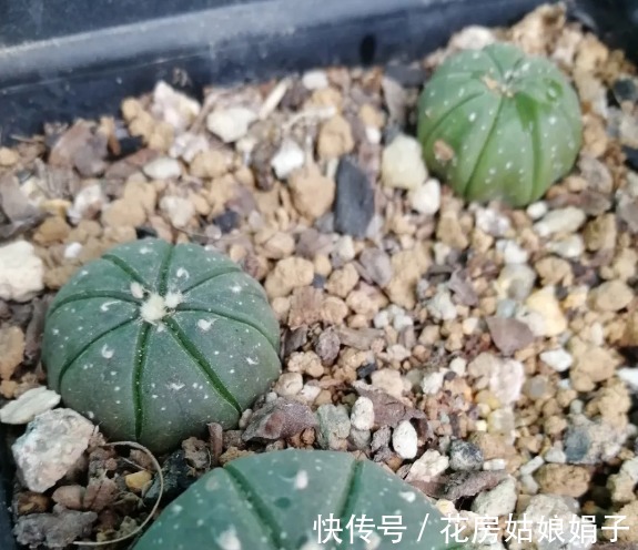 名字|没有很丑只有更丑的多肉,8种丑多肉,看完你还能保持淡定吗?