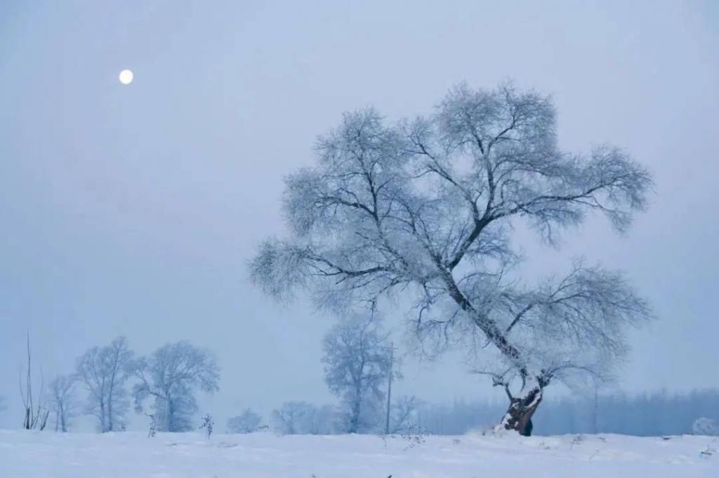 覆盖上白雪|进入冬天的世界，花雪随风不厌看