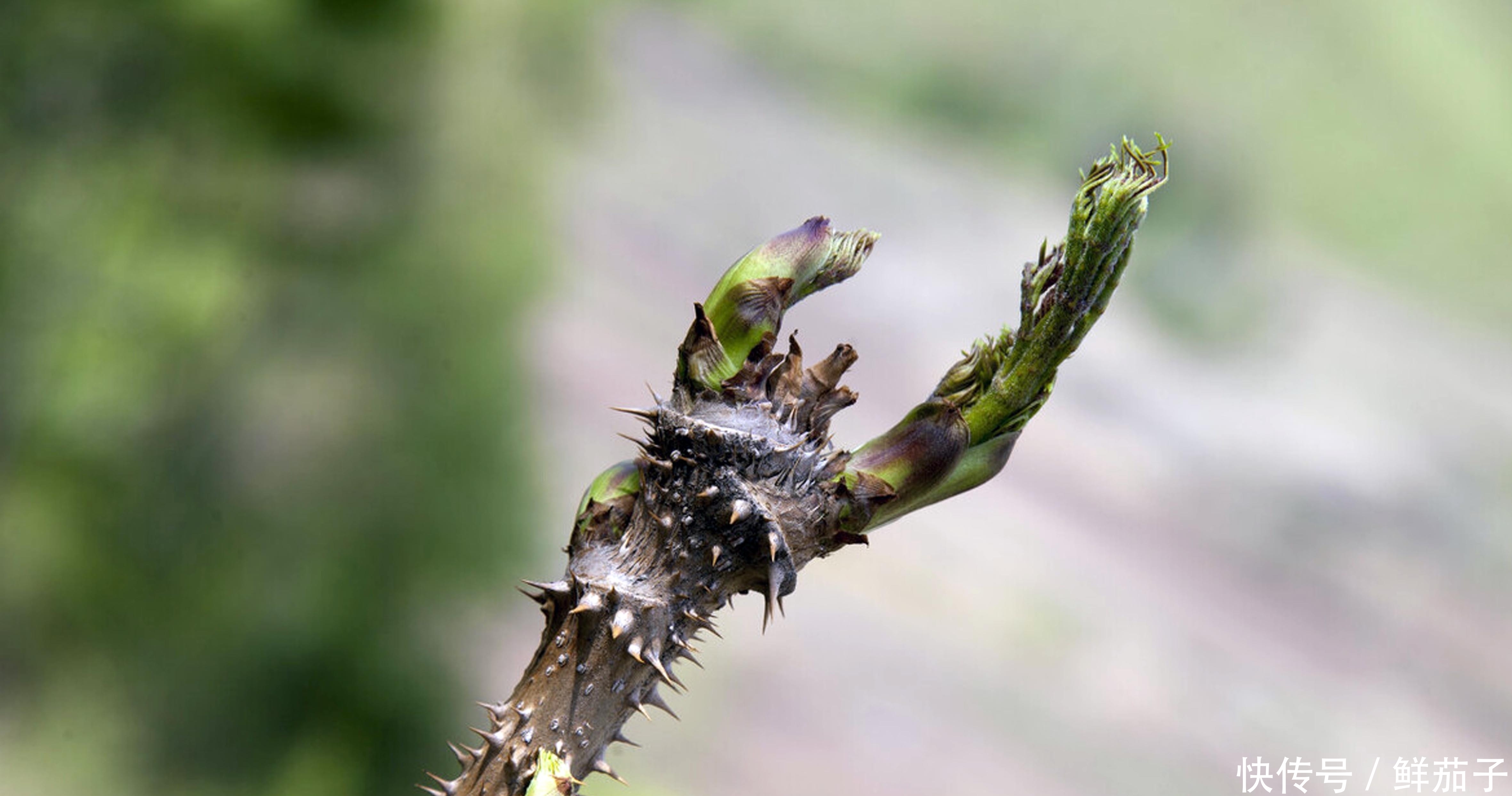 它叫阳虎刺，长得像香椿，但比香椿好吃，现在正美味，遇见别错过