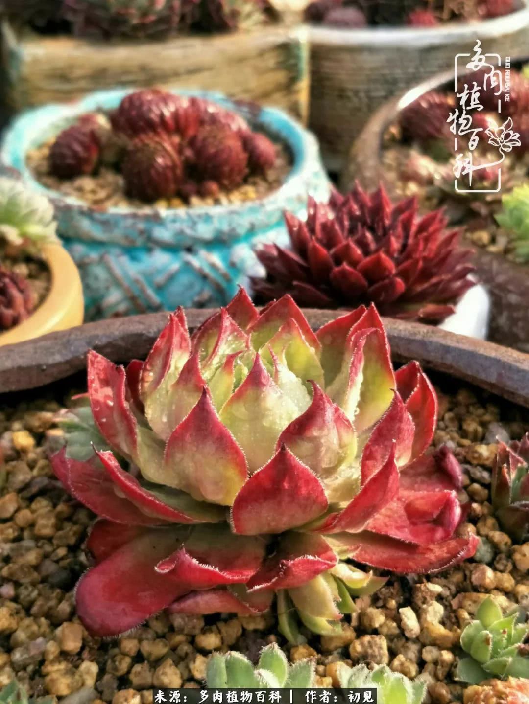 养多肉四周年，从初见到爱恋！幸福一直藏在浅薄的日子里！