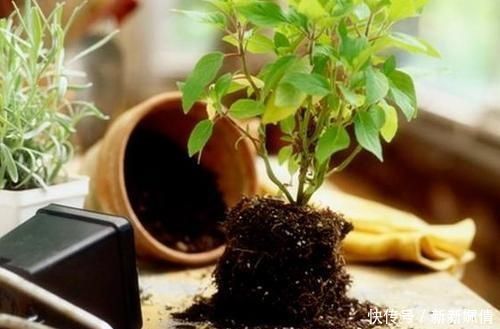 花都|这4种土不能养花,很容易招虫烂根,养啥花都活不久