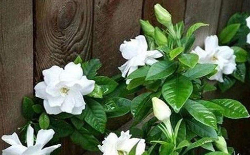 异味|夏天家里养这几种花,散发出的香味清新自然,能够去除家中异味