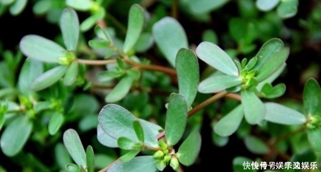 馬齒莧|濕氣的“殺手”終于來(lái)了，不是紅豆薏米，早晚吃點(diǎn)，濕氣不攻自破