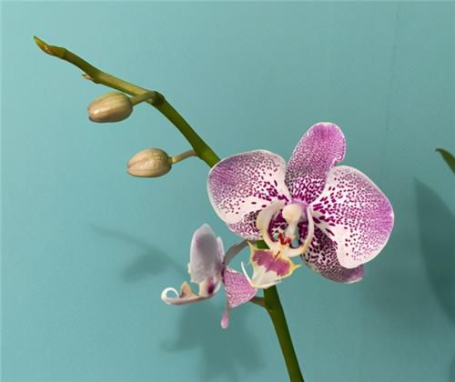  生长|1种兰花不娇气，家里养一盆，串串花朵开不停，喜庆又大气