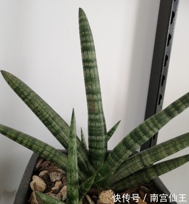 家庭养护花草必备三种肥,氮肥磷肥硫酸亚铁