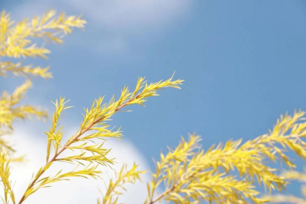 立冬|11月 那些你不知道的节日