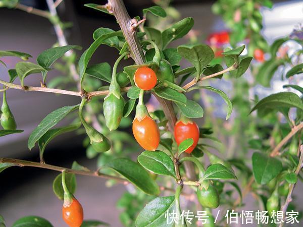 枸杞|农民想在家里种枸杞,具体该怎么做种完之后该怎样保存