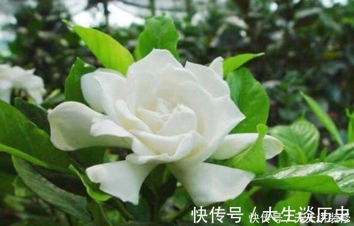 4种花超漂亮，旺财又养人，吉祥富贵，红红火火好运来！