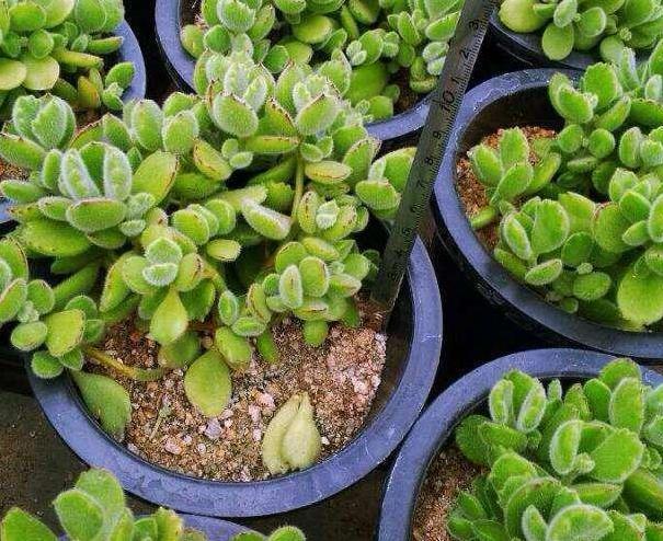 养殖多肉熊童子,盆栽谨记''3重点'',枝繁叶茂、爪子上色快