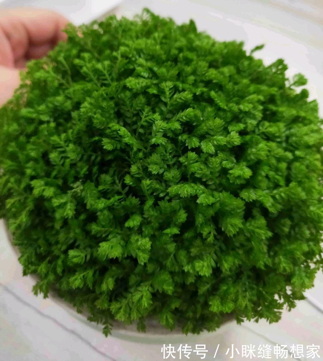 养烦了绿萝吊兰何不养一盆翠云草，喷喷水就能爆盆成瀑布