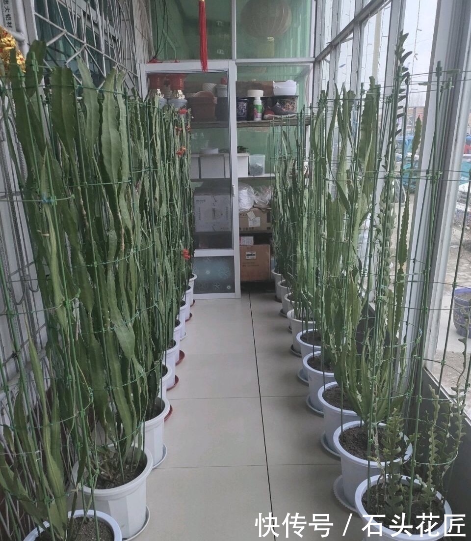 阳台|他家阳台养了“20盆”令箭荷花,长到1米5高,花苞巴掌大