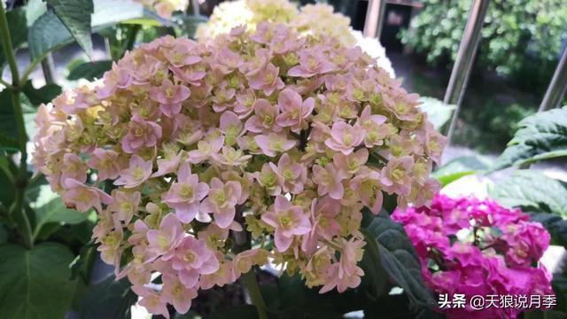 圆滚滚的绣球，瀑布般的花墙，这届花友也太会种花了吧