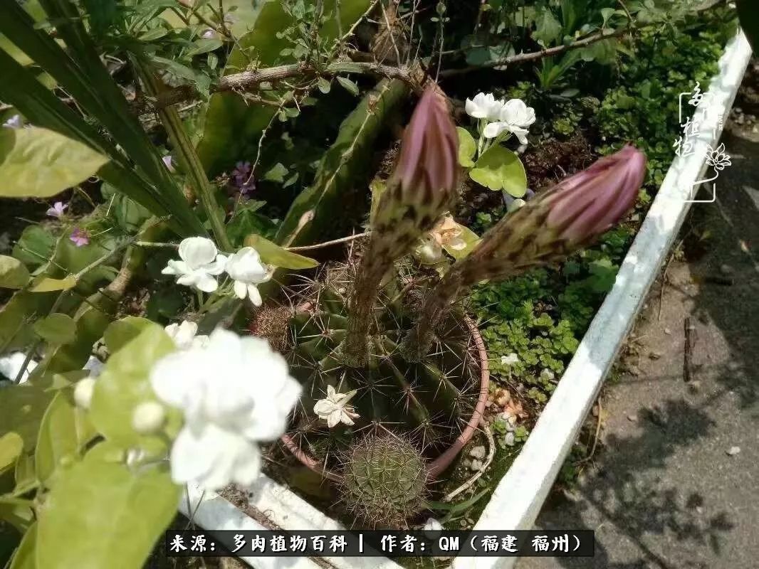 寒山转苍翠,秋水日潺湲——多肉未央,睹物思人!