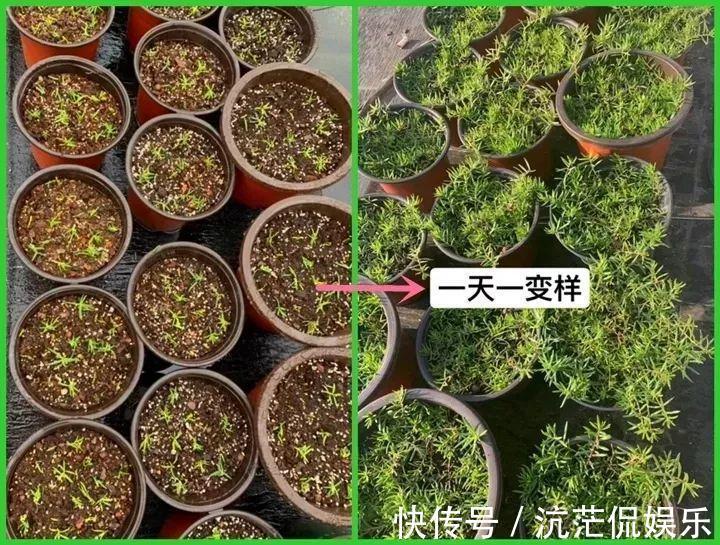花花|不怕热不怕晒的花,切碎扔土里就活,大写的服!