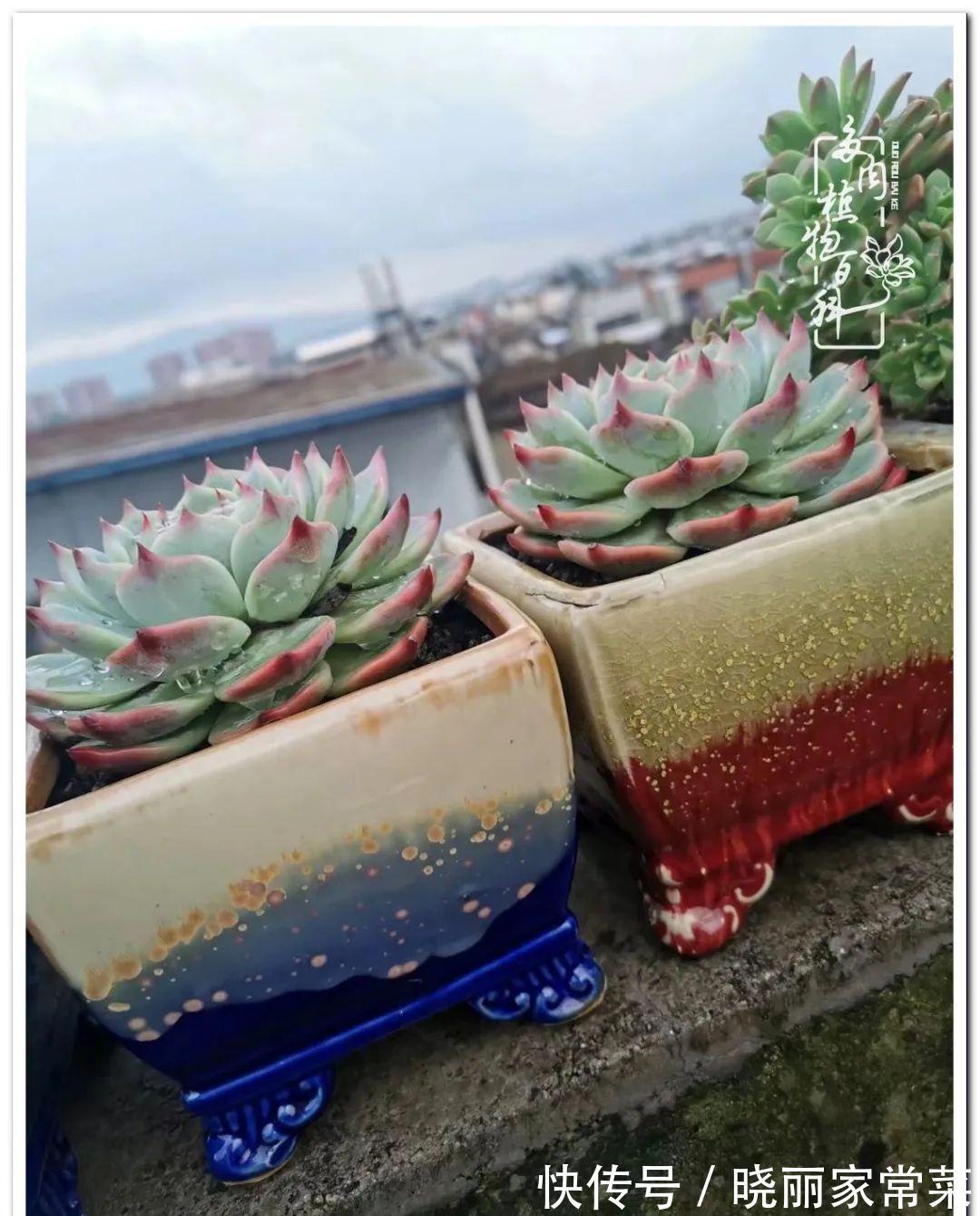 百科|多肉之路,让我沉醉,浮世三千,有肉就欢!