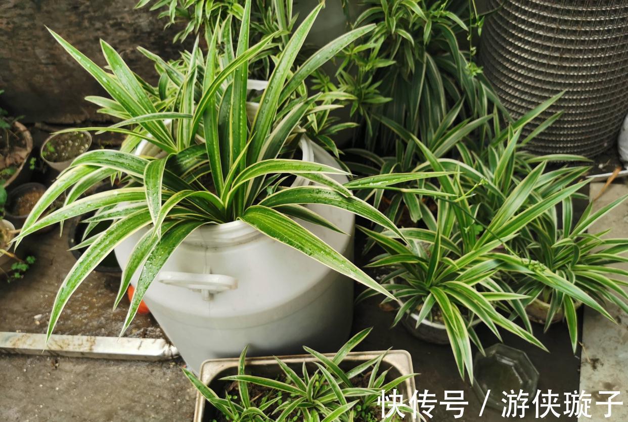 冬季|吊兰的冬季养护,有2点要注意,叶更绿更多更美观、郁郁葱葱