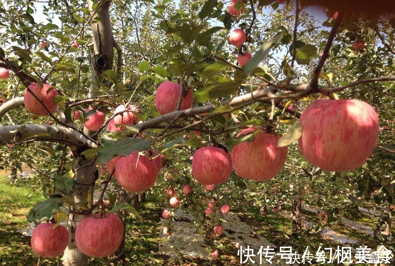 睡眠质量|晚上吃苹果,对健康是好还是坏?今天就一次性告诉你答案,了解下