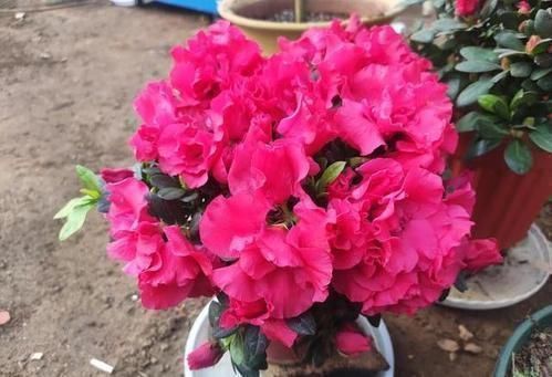 养花|养花土从不不消毒?难怪养花总是长不好,教你1招,养啥都旺!