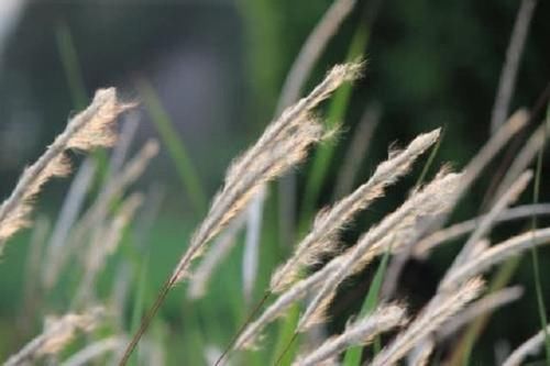 中草药|农村1种奇草,长有白须随风飘摇,茎干无用,但根茎却是宝贝中药