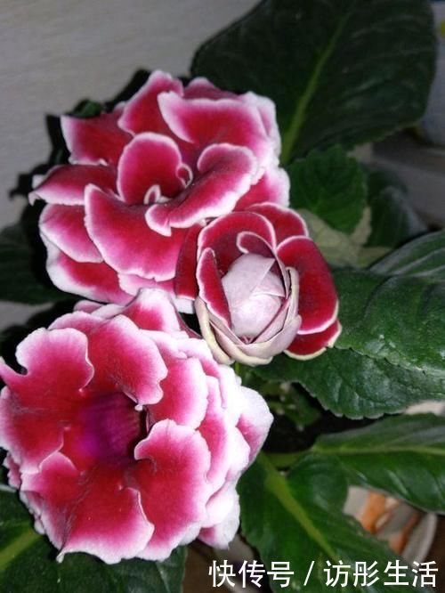 花期|此“花”艳丽富贵,花期长达半年,耐阴好养,1朵开20天不谢