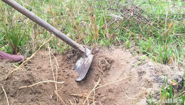 曾是恶性杂草,味道却比甘蔗甜,农村娃的小零食,如今25元一斤