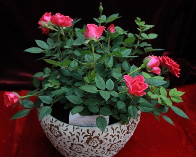 月季花怎么养开花多 掌握以下几个小技巧让月季花不断的开。