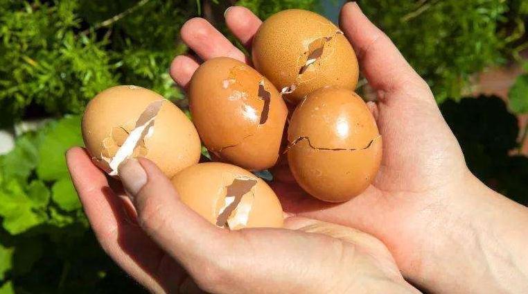 休眠期|养君子兰做3点,把它埋盆里,叶油绿,花箭抽不停