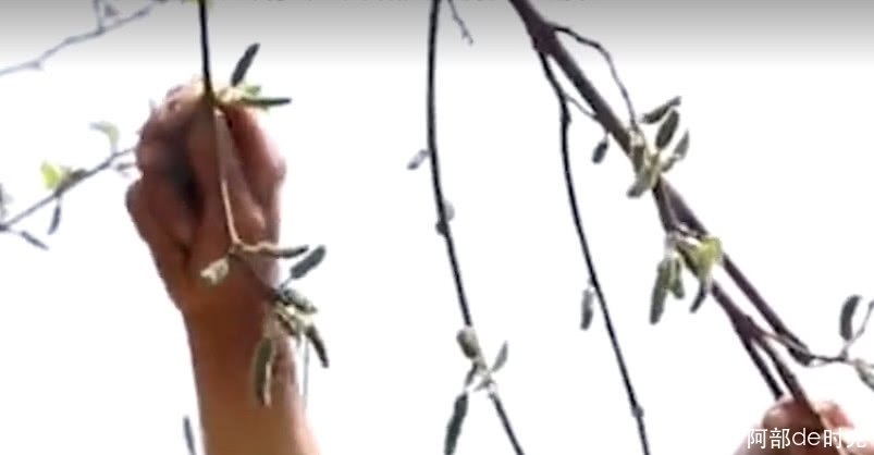 农村房屋后院的这种植物,全身上下都是宝,被中医奉为“药王”