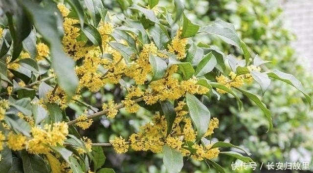 咏桂|爷爷阳台的桂花盆栽，一年四季花开不断，真是香醉人了！