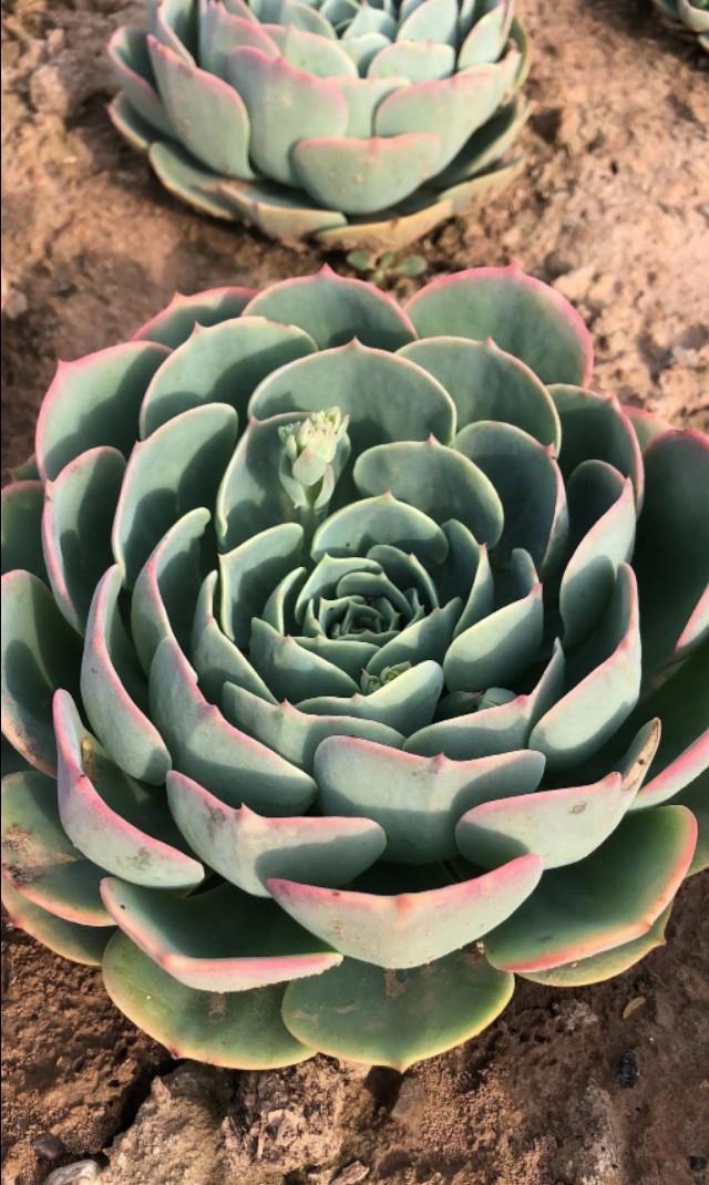 别人的玉蝶种在泥巴里简直太美了!为何你的玉蝶年年养年年死?