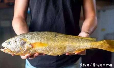 一条鱼卖400万!创造了世界吉尼斯纪录,凭啥卖这么贵?