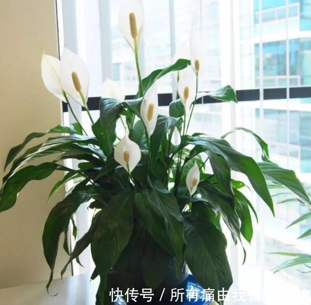 家庭养花摸清采光好与坏的区别，室内盆栽什么植物都没问题