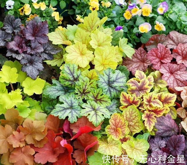 矾根|为了300㎡露台花园，毫不犹豫买了这房子，在城市屋顶过上田园生活！