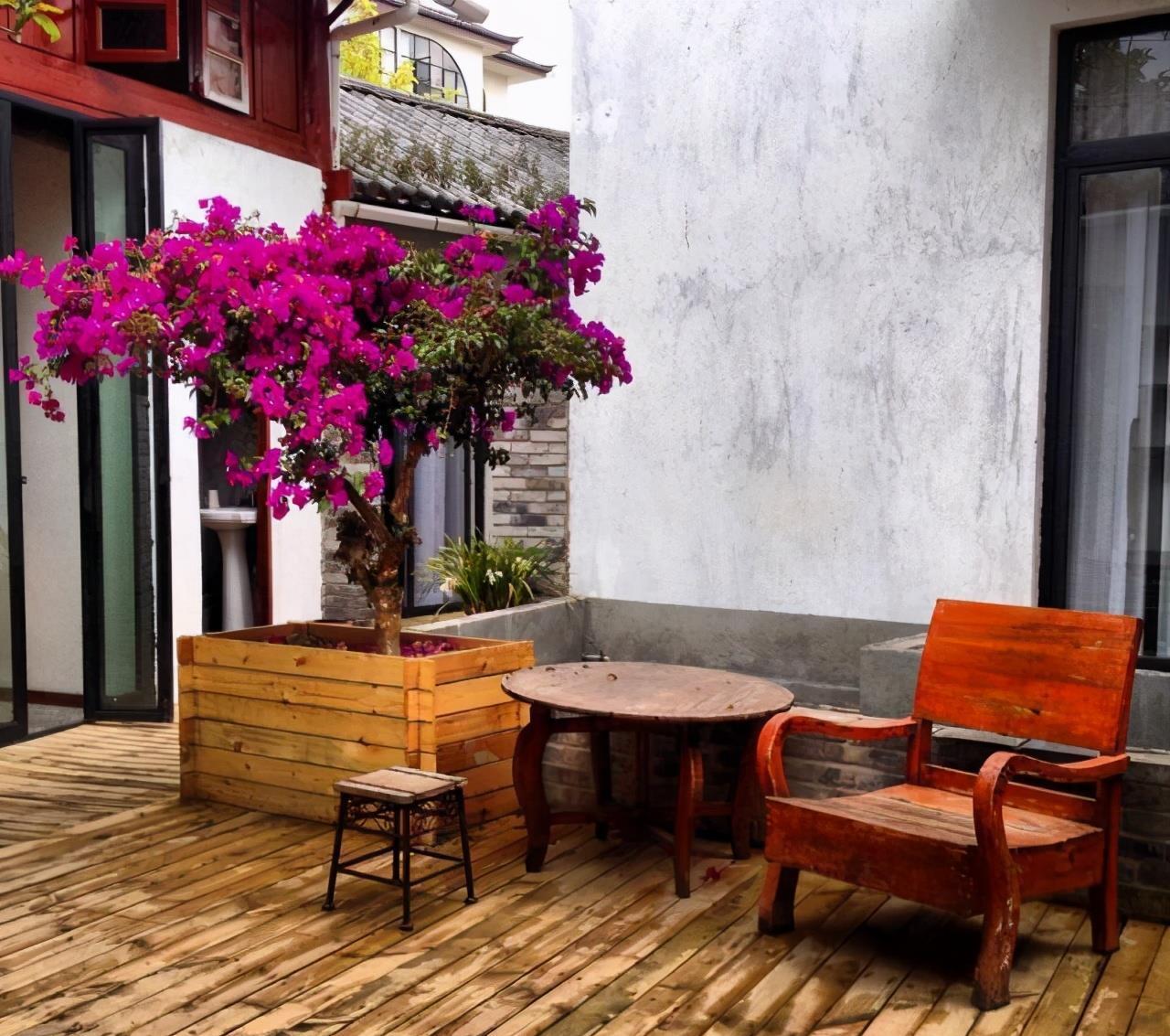 适合春天养的4种“花树”,有空种几棵,小院子也有“高颜值”