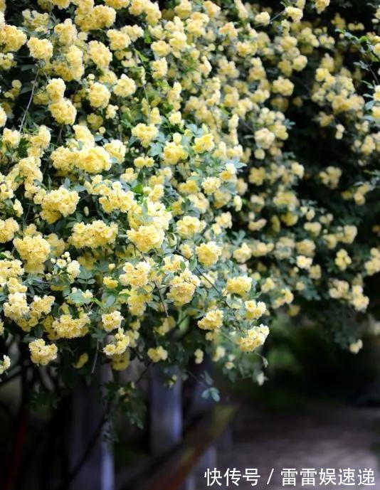 花开像月季,易爆花,-20℃冻不死,好养活不生病,比桂花香10倍