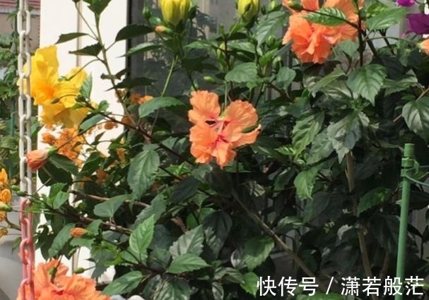 枝叶|爱花养花,天冷打理就不能忽视这些因素,不然一盆不剩