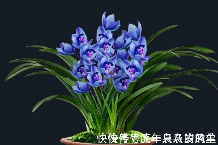 兰花|此兰只应“天上”有,人间哪得几回闻,兰色清雅,让人一见钟情